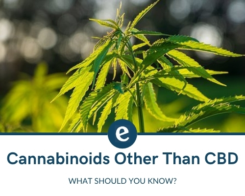 Cannabinoids Other Than CBD and THC