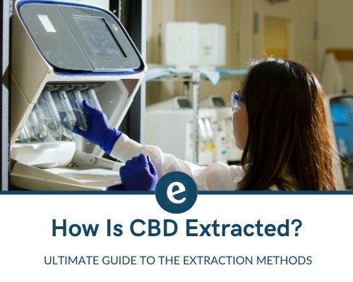 How is CBD Extracted?
