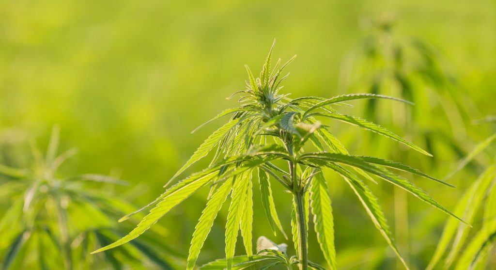 What is THCV? A compound found in hemp plants.