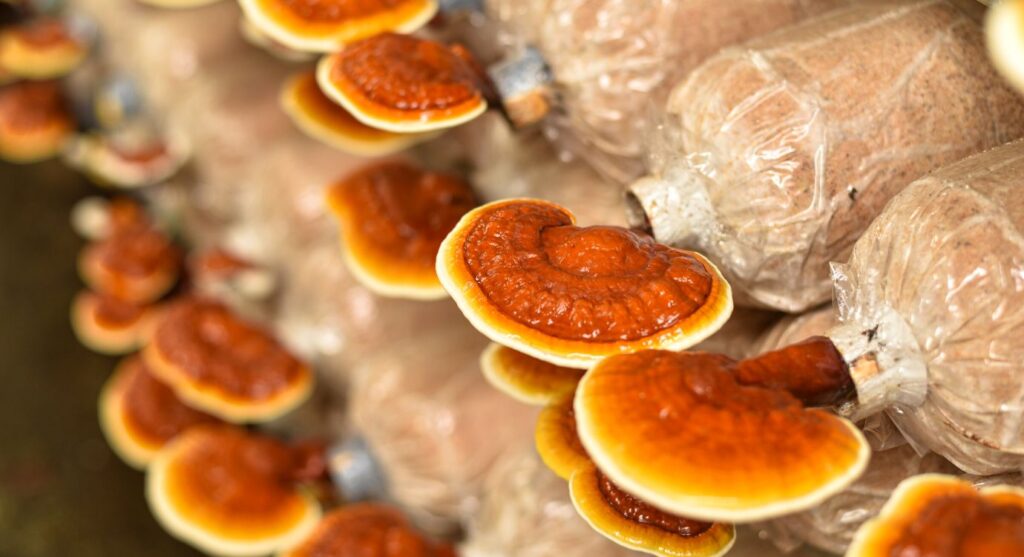 Adaptogenic mushrooms: Turkey tail