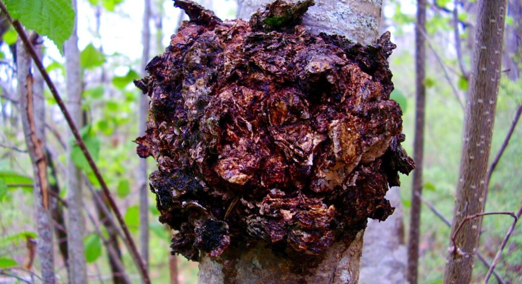 Mushroom adaptogen: Chaga