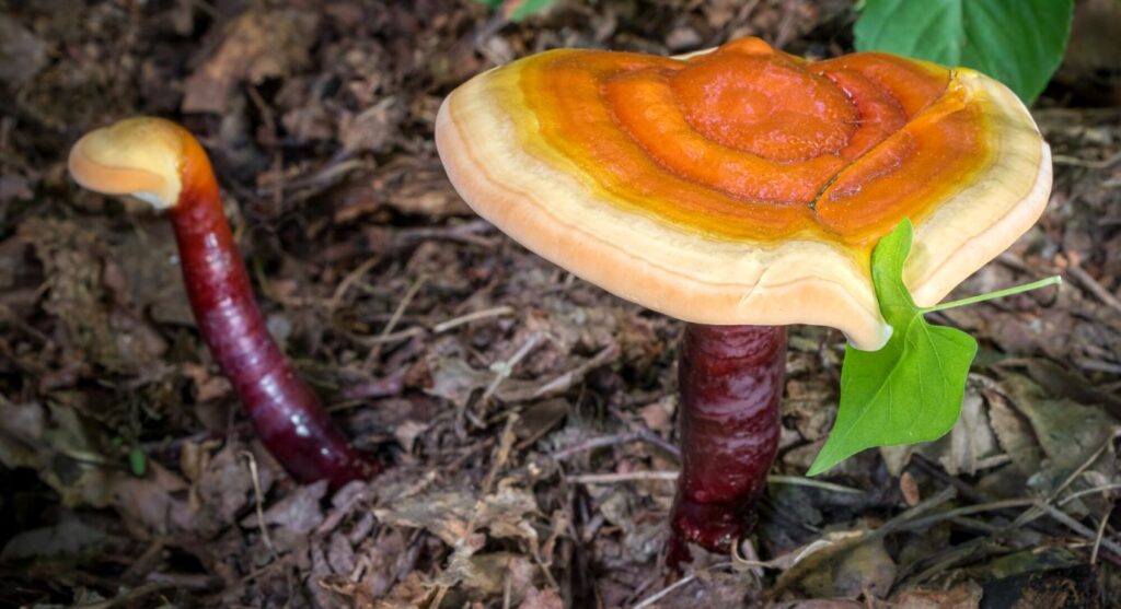 Adaptogen mushroom: Reishi