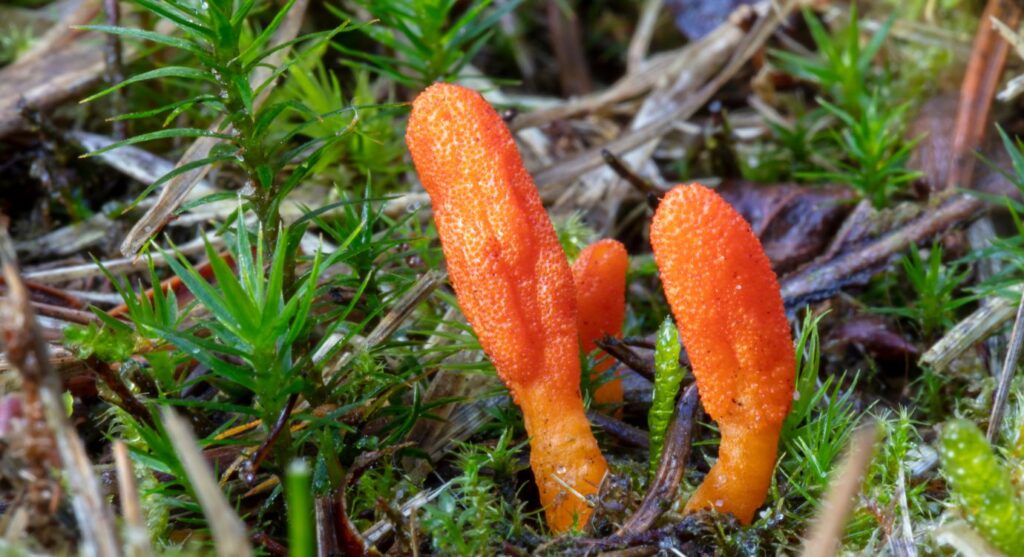 Mushroom adaptogen: cordycep