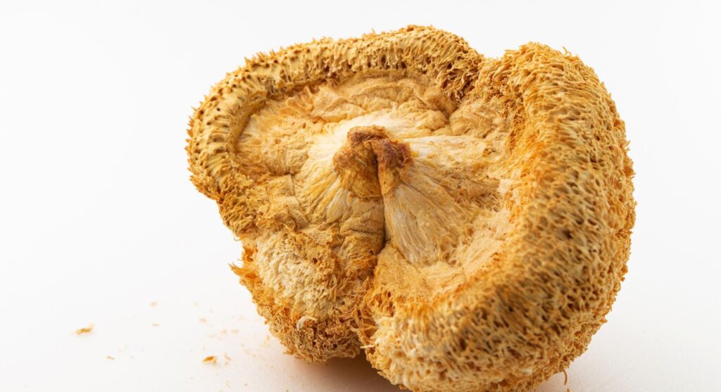 Dried lion's mane mushroom