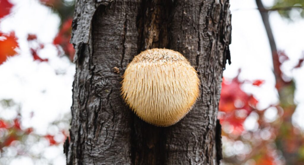 Lion's mane mushroom growing in tree