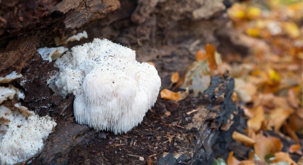 Lions mane risks