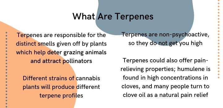 What are terpenes