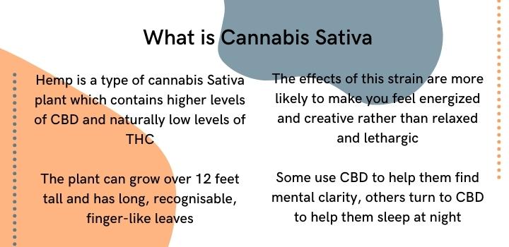 What is cannabis Sativa and How does Sativa make you feel