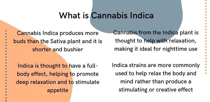 What is cannabis indica and how does indica make you feel