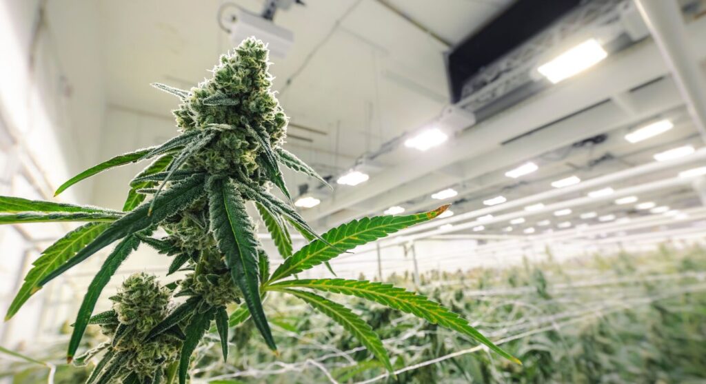 hemp vs cannabis - cannabis is grown indoors