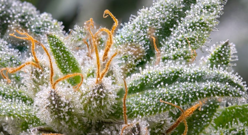 What are terpenes?