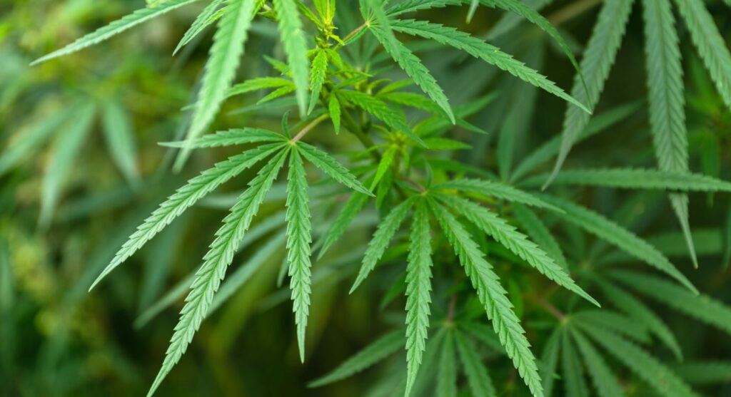 Cannabinoids in hemp plants