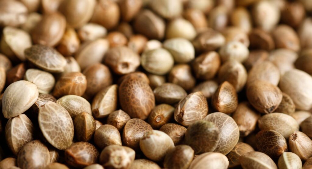 CBD oil vs hemp oil: Hemp seeds