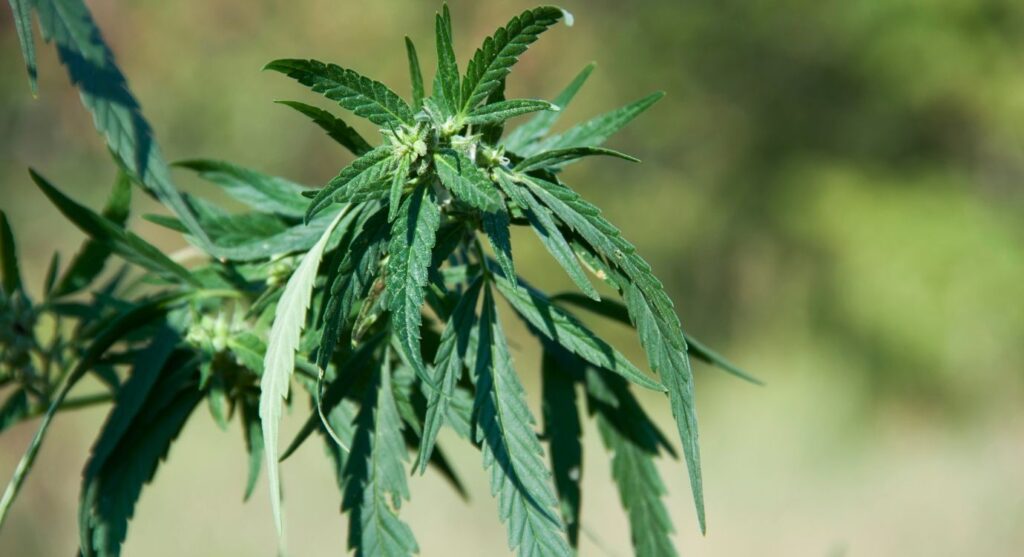 CBG vs CBD: cannabinoids found in hemp plants