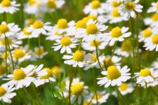 Chamomile