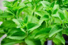 Stevia plant