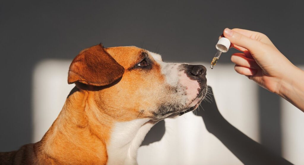 CBD oil for pets - is it legal