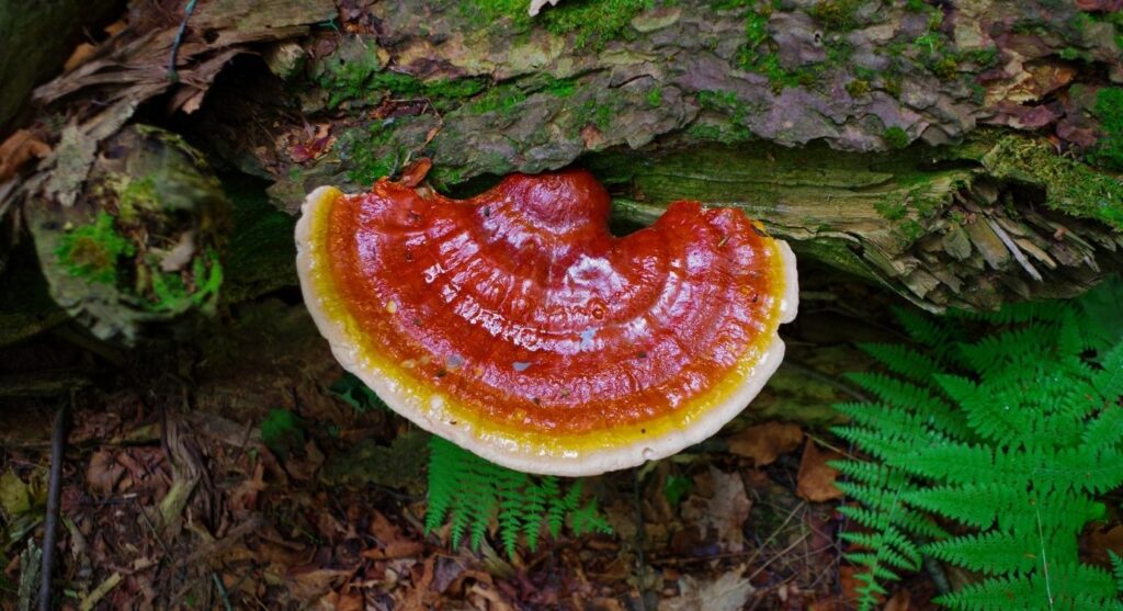 What is reishi mushroom good for