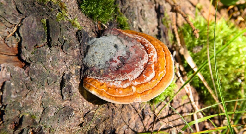 Anti-inflammatory mushrooms: reishi