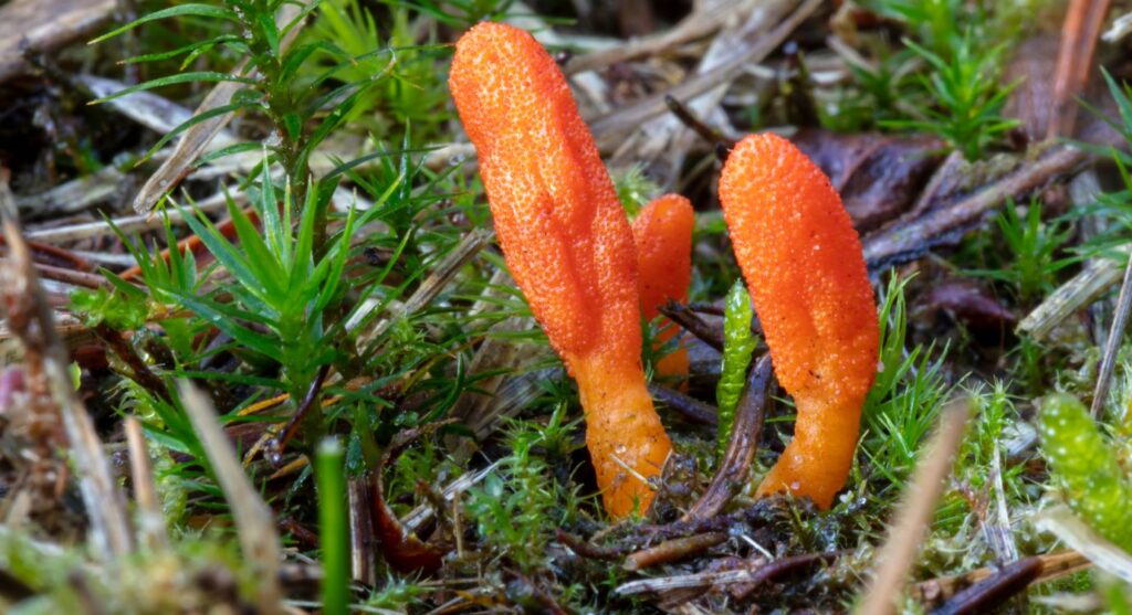 Anti-inflammatory mushrooms: cordyceps