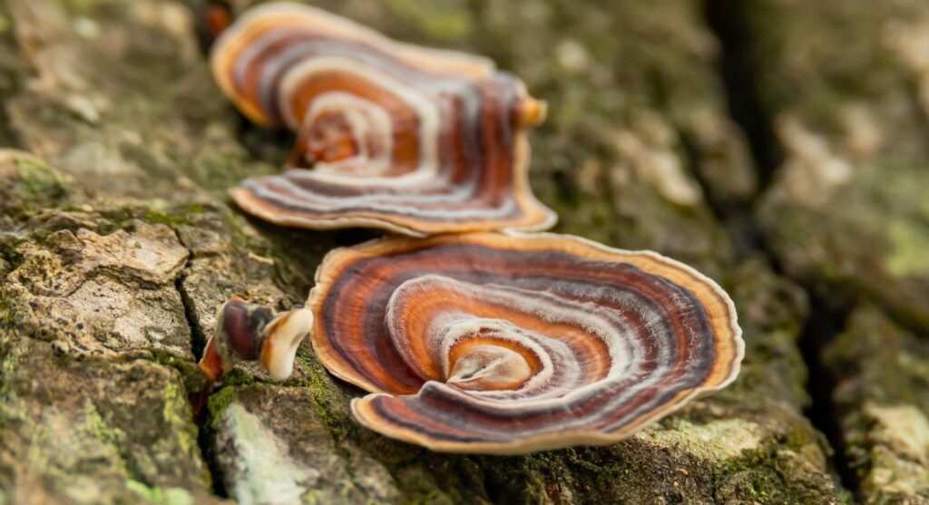 Turkey Tail mushroom