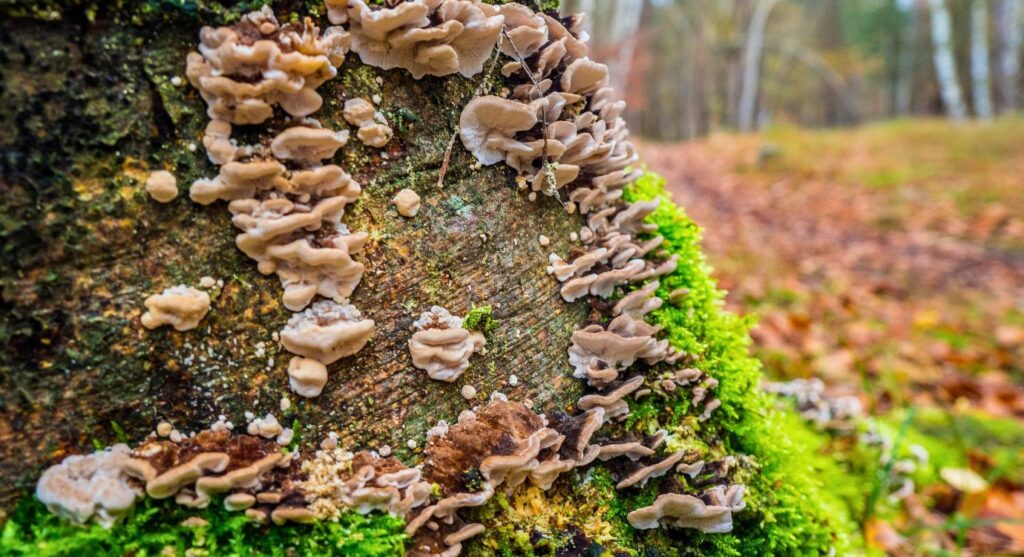 Turkey tail mushroom growing on a tree