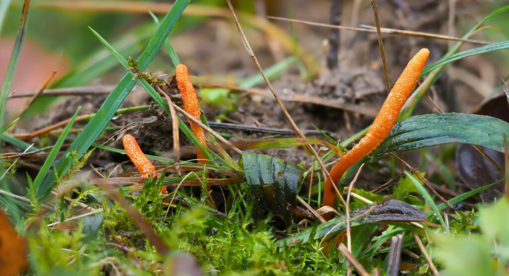 Cordyceps mushrooms benefits