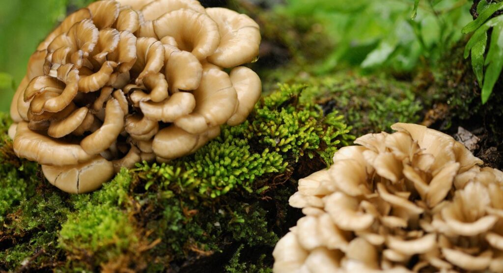 Maitake mushrooms