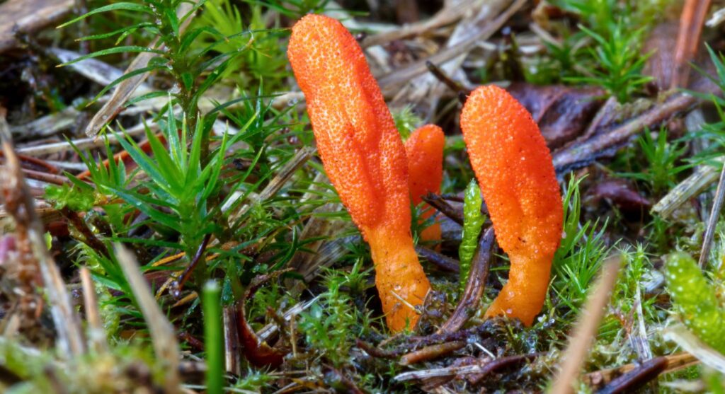 Cordyceps mushrooms in nature