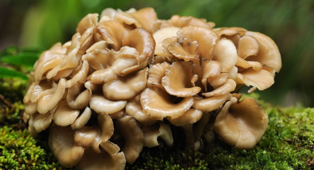 What is Maitake mushroom: A fungus that grows on trees