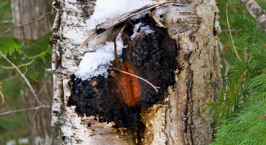 What is chaga mushroom