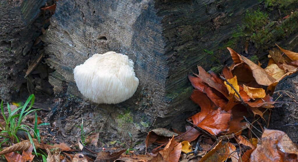 Health benefits of Lion's Mane mushrooms