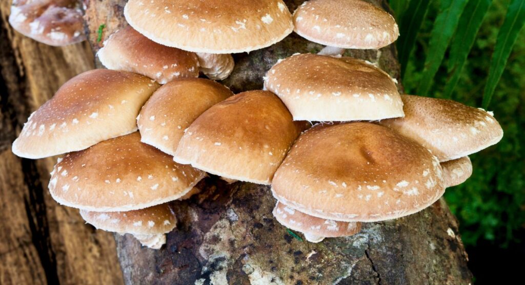 Health benefits of Shiitake mushrooms