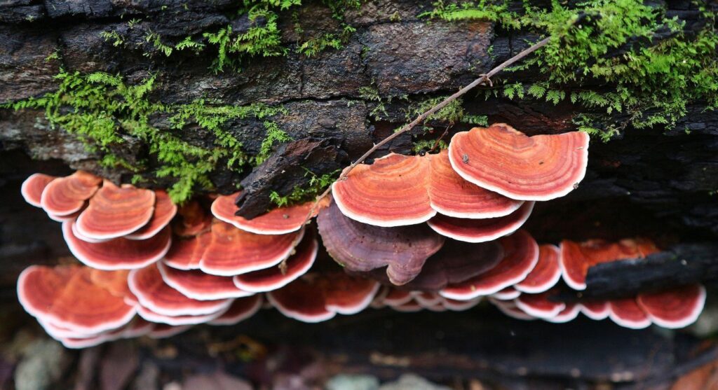 Health benefits of Turkey tail mushrooms