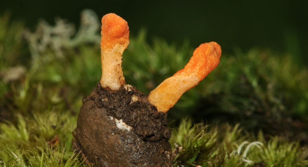 Cordyceps for anxiety