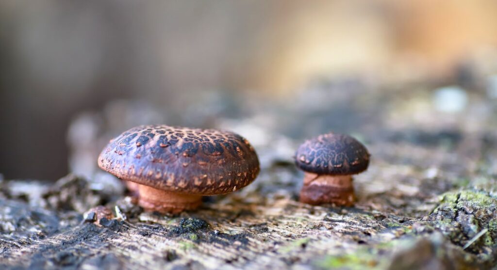 Health benefits of Shiitake mushrooms