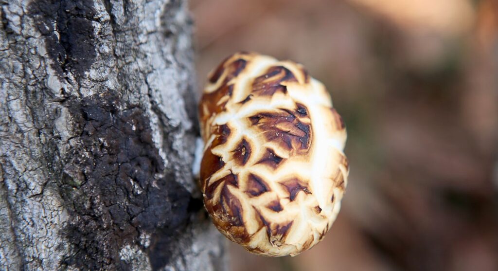 Shiitake mushroom benefits