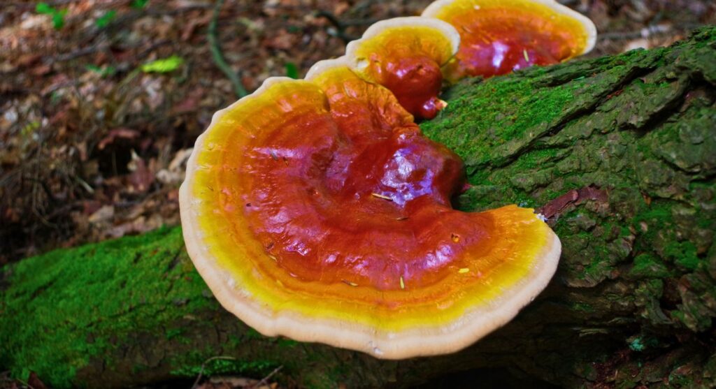 Reishi mushrooms for anxiety