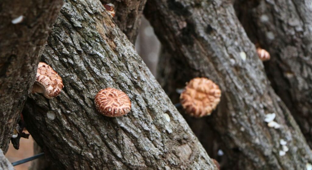 shiitake mushroom health benefits